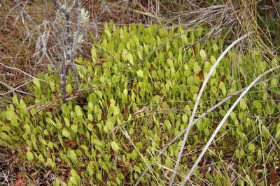 Villarsia manningiana, photographed by Tony Rebelo