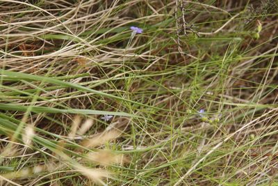 Lobelia pinifolia, photographed by Tony Rebelo
