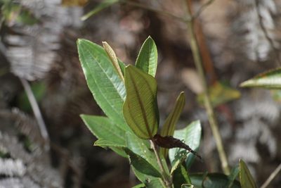 Miconia squamulosa, photographed by Andrés Ramírez-Barrera