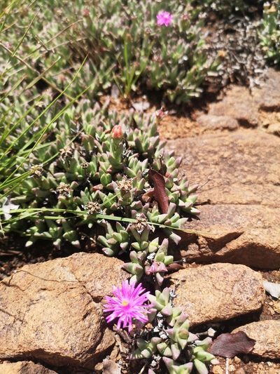 Ruschia rigens, photographed by Ricus Nel