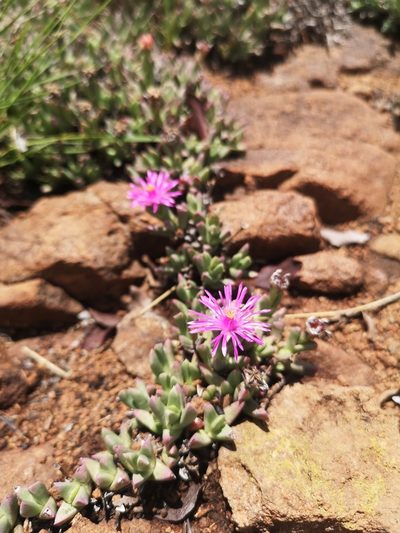 Ruschia rigens, photographed by Ricus Nel