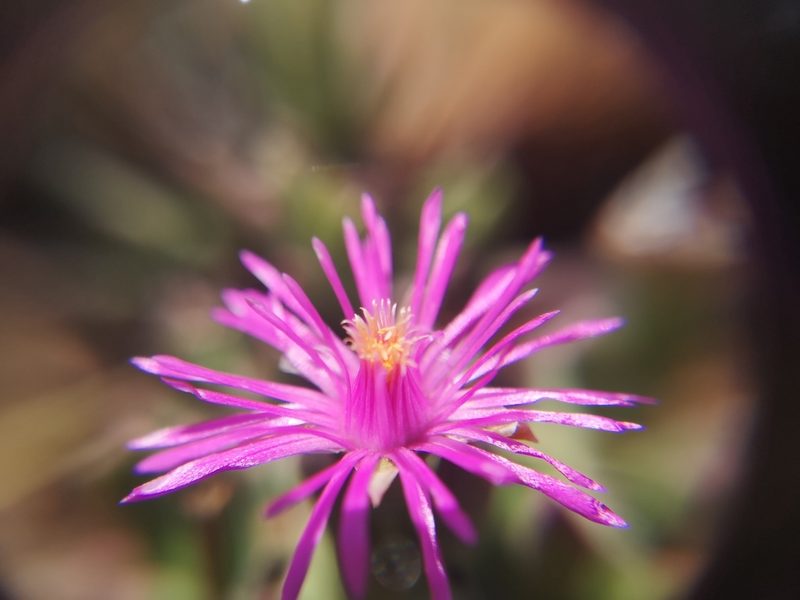 Ruschia rigens, photographed by Ricus Nel