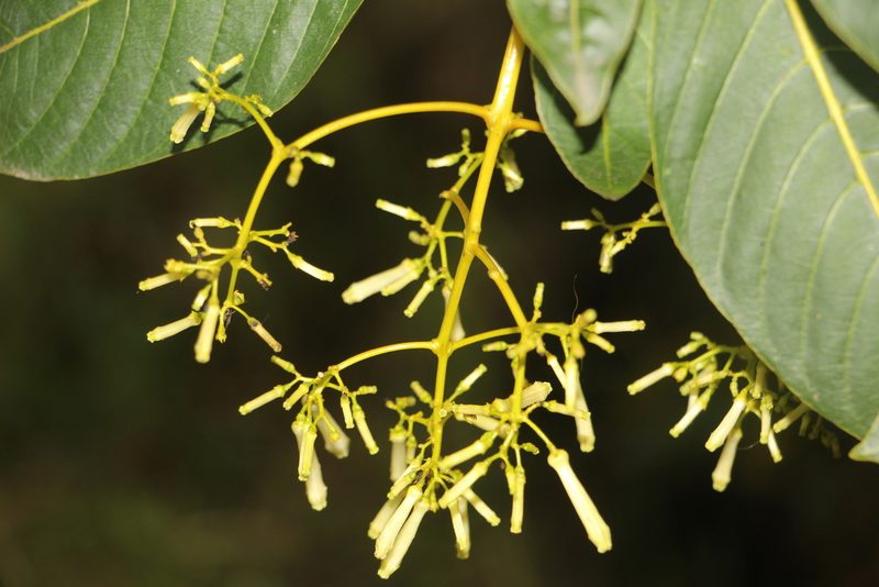 Palicourea paniculata, photographed by Andrés Ramírez-Barrera