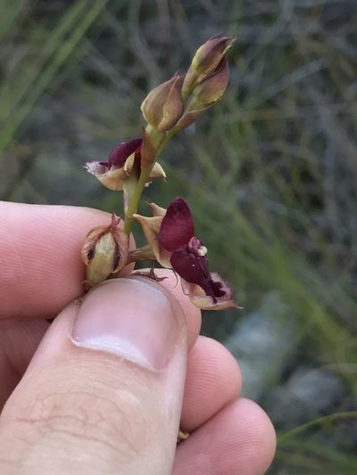 Disa newdigateae, photographed by Ren Hoekstra