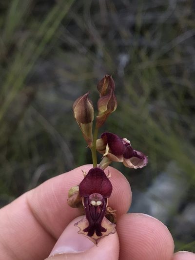 Disa newdigateae, photographed by Ren Hoekstra