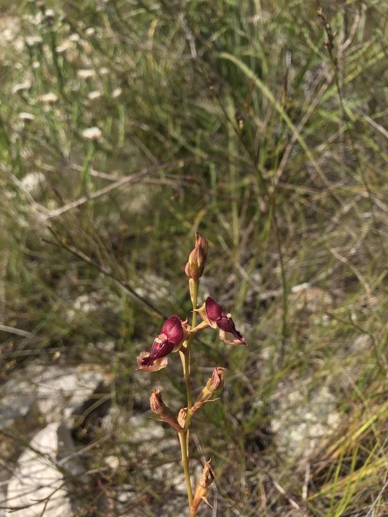 Disa newdigateae, photographed by Ren Hoekstra