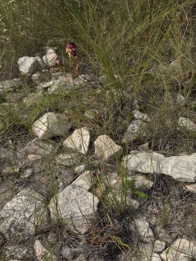 Disa newdigateae, photographed by Ren Hoekstra