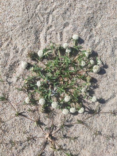 Mitracarpus megapotamicus, photographed by alfo