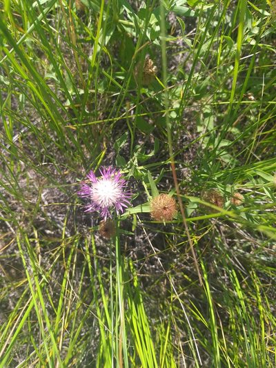 Centaurea trichocephala, photographed by Dmitriy Bochkov