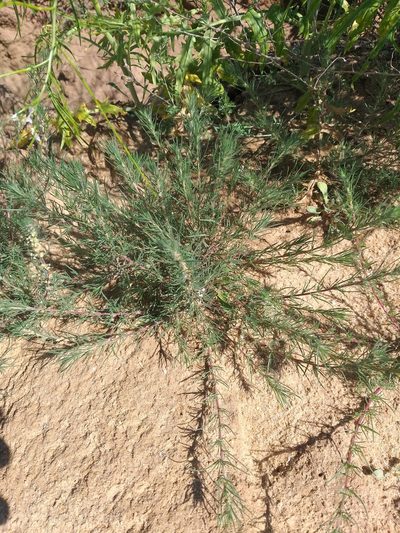 Bassia laniflora, photographed by Dmitriy Bochkov