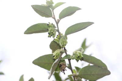 Cestrum tomentosum, photographed by Andrés Ramírez-Barrera