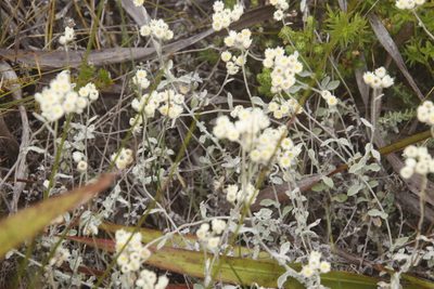 Helichrysum pandurifolium, photographed by Tony Rebelo
