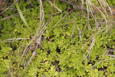 Osmitopsis dentata, photographed by Tony Rebelo