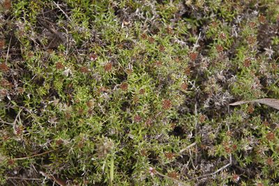 Stoebe prostrata, photographed by Tony Rebelo