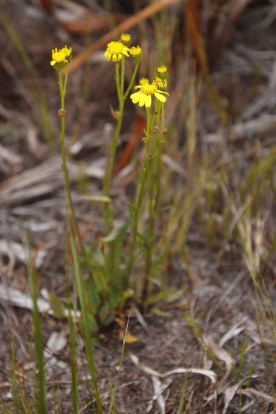 Senecio crispus, photographed by Tony Rebelo