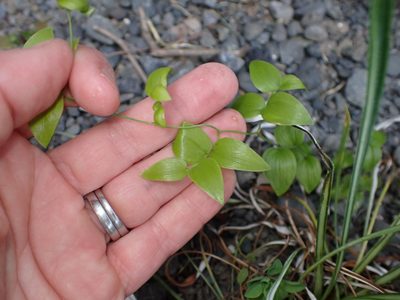 Asparagus asparagoides, photographed by Lisa Bennett
