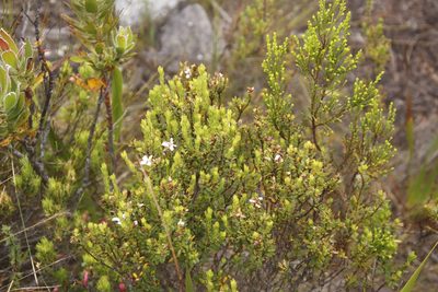 Adenandra villosa, photographed by Tony Rebelo