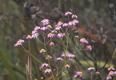 Senecio umbellatus, photographed by Tony Rebelo