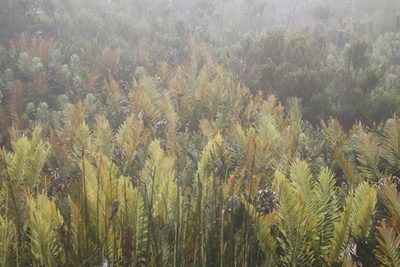 Lomariocycas tabularis, photographed by Tony Rebelo