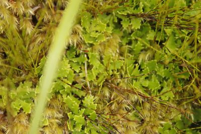 Osmitopsis dentata, photographed by Tony Rebelo
