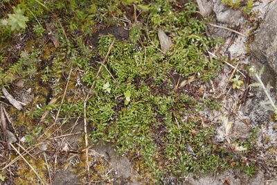 Stoebe prostrata, photographed by Tony Rebelo