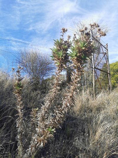 Phonus arborescens, photographed by Thor-Rune Hansen