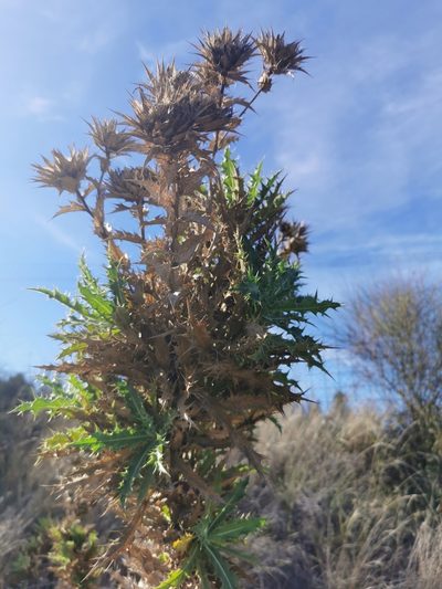 Phonus arborescens, photographed by Thor-Rune Hansen