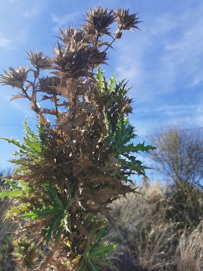 Phonus arborescens, photographed by Thor-Rune Hansen