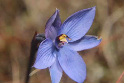 Thelymitra pulchella, photographed by Kathy Warburton