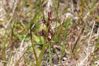 Prasophyllum colensoi, photographed by Kathy Warburton