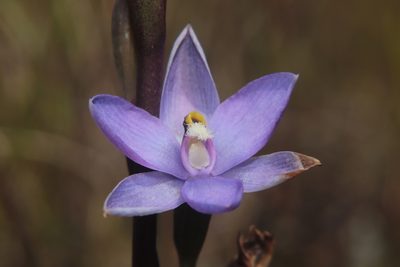Thelymitra hatchii, photographed by Kathy Warburton