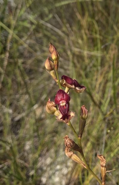 Disa newdigateae, photographed by Ren Hoekstra