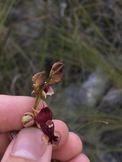 Disa newdigateae, photographed by Ren Hoekstra