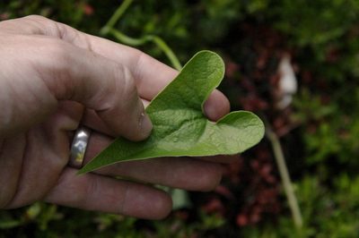 Aristolochia kaempferi, photographed by Eric Knight