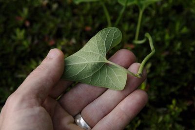 Aristolochia kaempferi, photographed by Eric Knight