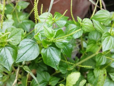 Peperomia pellucida, photographed by Miguel Angel Ramírez Guillermo