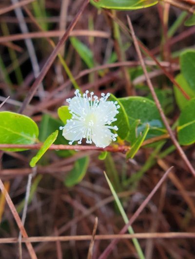 Mosiera longipes, photographed by Jay Horn
