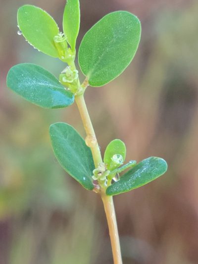 Euphorbia porteriana, photographed by Jay Horn
