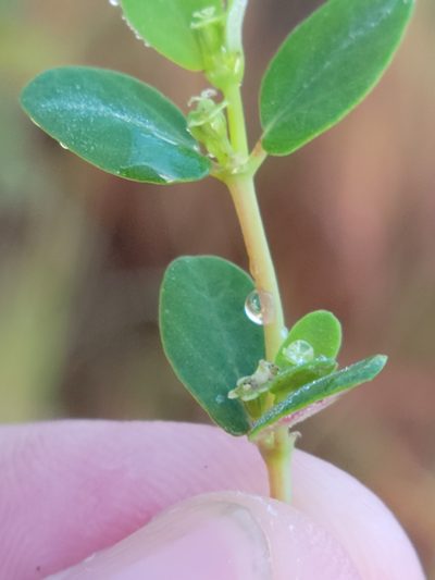 Euphorbia porteriana, photographed by Jay Horn