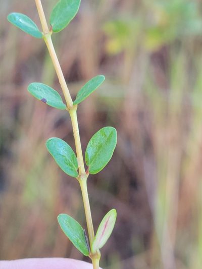 Euphorbia porteriana, photographed by Jay Horn
