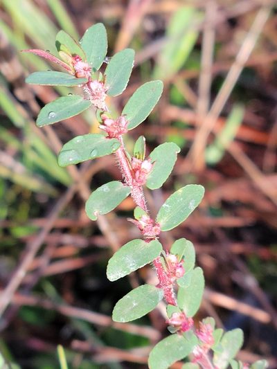 Euphorbia conferta, photographed by Jay Horn