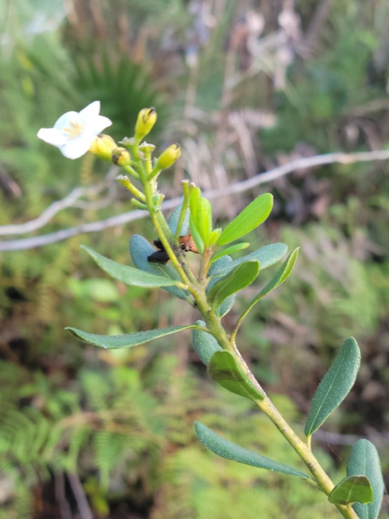 Bourreria havanensis, photographed by Jay Horn