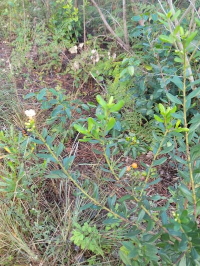 Bourreria havanensis, photographed by Jay Horn