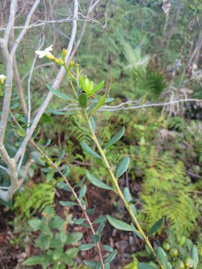 Bourreria havanensis, photographed by Jay Horn