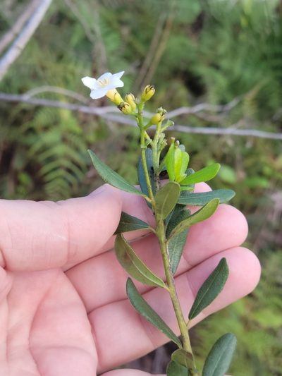Bourreria havanensis, photographed by Jay Horn