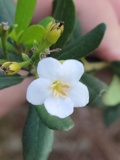 Bourreria havanensis, photographed by Jay Horn