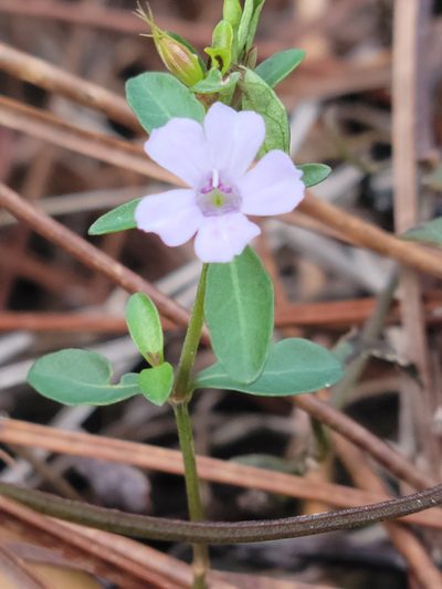 Dyschoriste angusta, photographed by Jay Horn