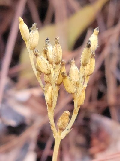 Voyria parasitica, photographed by Jay Horn