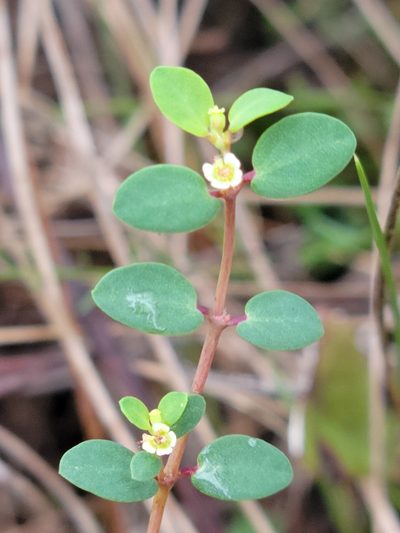 Euphorbia porteriana, photographed by Jay Horn