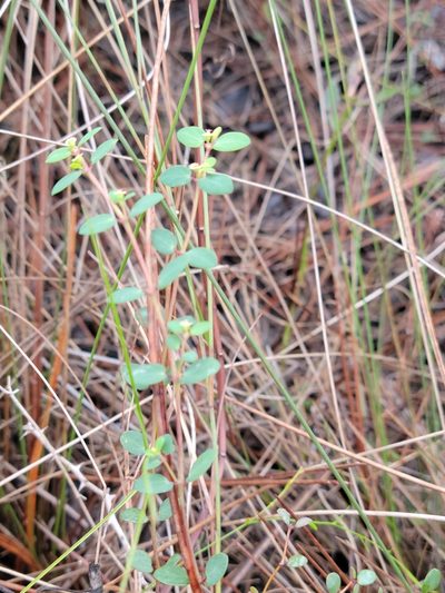Euphorbia porteriana, photographed by Jay Horn